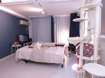 ネコとほぐしの部屋　しっぽ